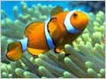 Clown Fish